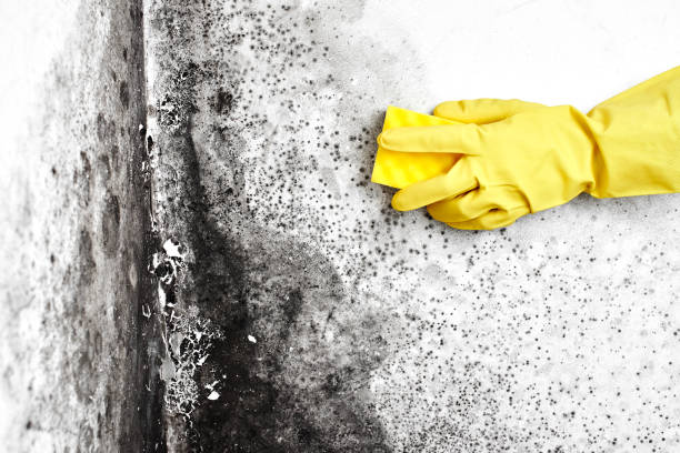 Best Commercial Mold Removal  in Midvale, UT
