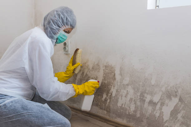 Best Black Mold Removal  in Midvale, UT