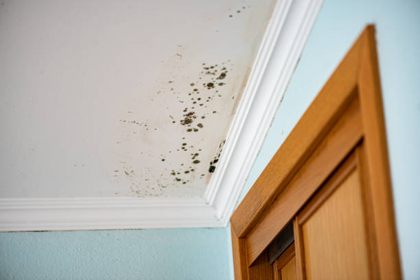 Best Professional Mold Removal  in Midvale, UT