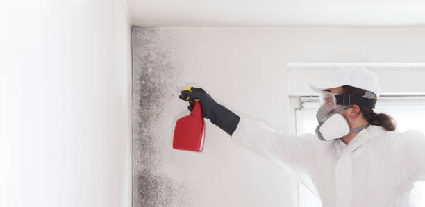 Best Home Mold Removal  in Midvale, UT