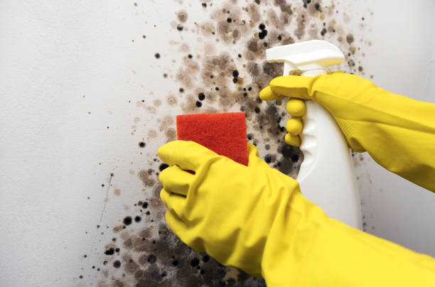 Certified Mold Removal in Midvale, UT