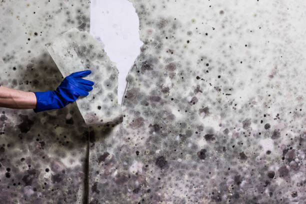 Best Affordable Mold Removal  in Midvale, UT