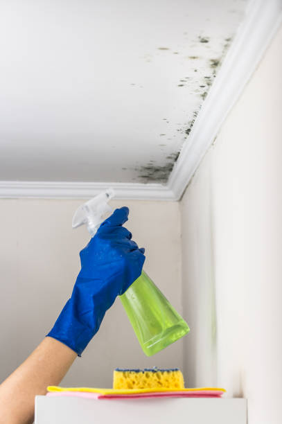 Attic Mold Removal in Midvale, UT