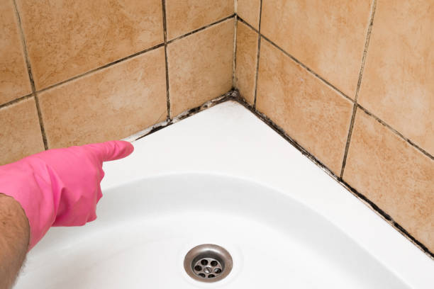 Best Office Mold Removal Services  in Midvale, UT