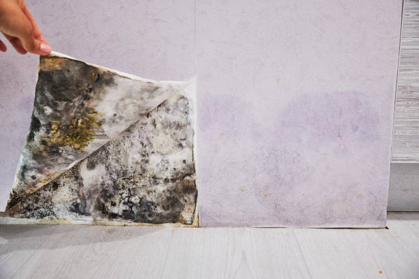 Best Mold Inspection  in Midvale, UT